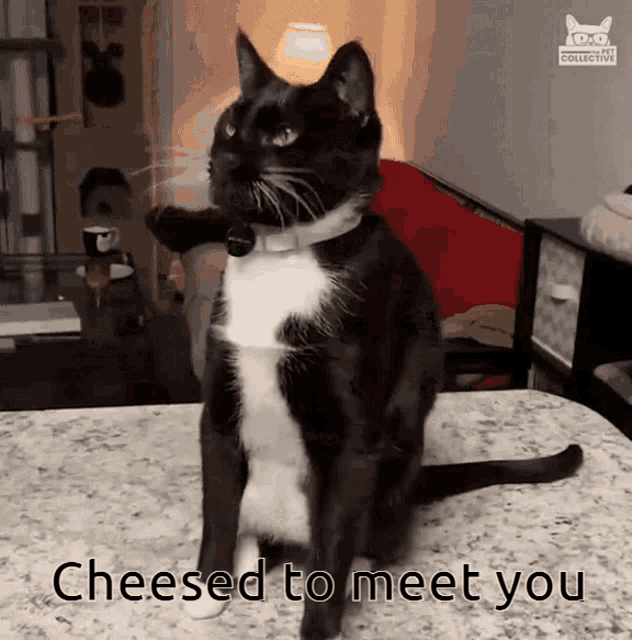 a black and white cat is sitting on a table with the words " cheesed to meet you " below it