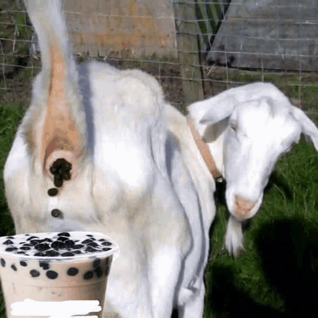 a goat standing next to a cup of milk with bubbles