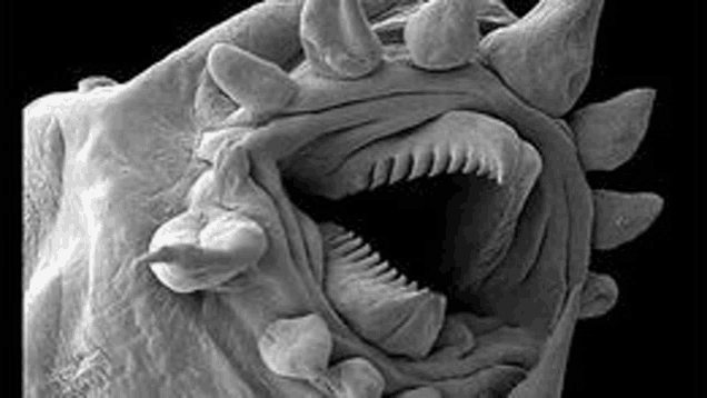 a close up of a worm 's mouth with sharp teeth .