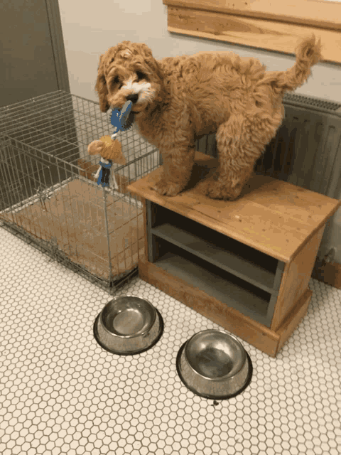 a brown dog standing on a wooden shelf next to two metal bowls