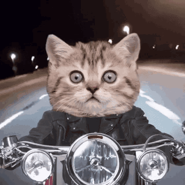 a cat is sitting on a motorcycle wearing a leather jacket