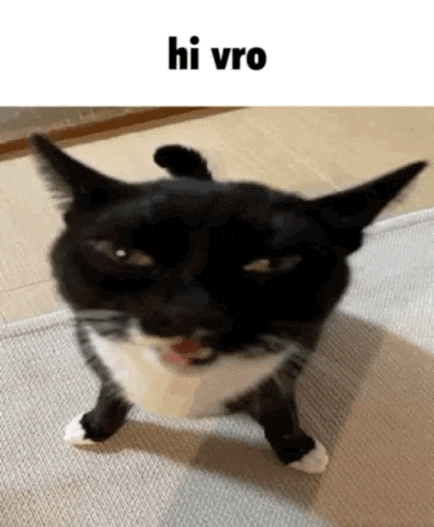 a black and white cat is standing on its hind legs on a rug and looking at the camera .