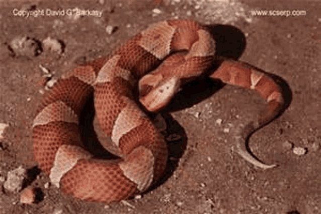 a close up of a snake laying on the ground .