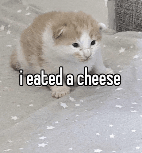 a small brown and white kitten is sitting on a carpet with the words `` i ate a cheese '' written on it .