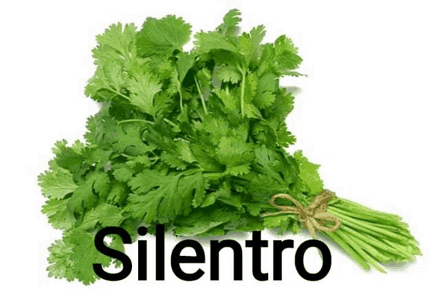 a bunch of cilantro is tied with a string on a white background .