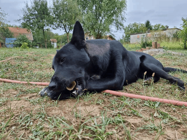 a black dog laying in the grass chewing on a hose