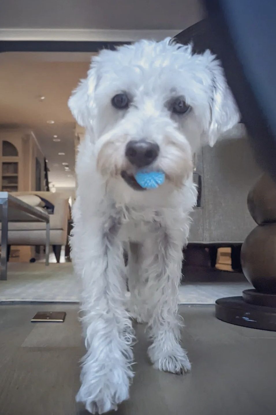 white schnoodle
