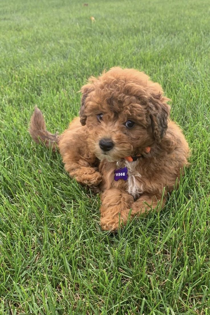 red schnoodle
