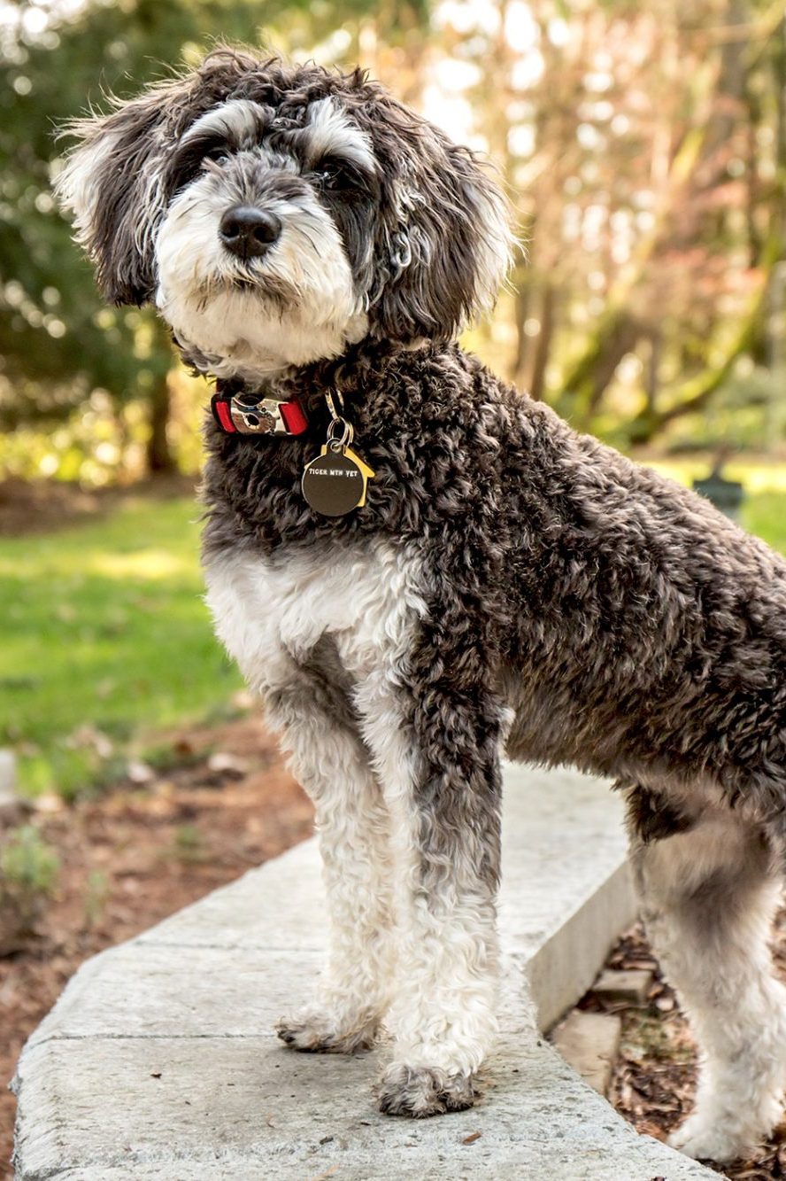 black and whtie schnoodle
