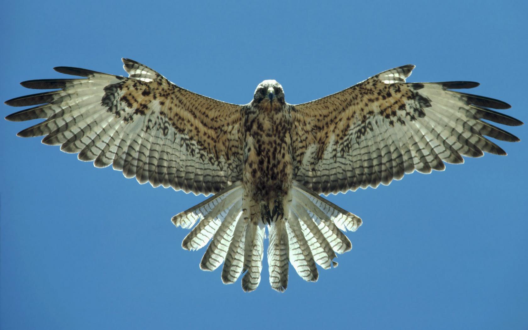 Falcon