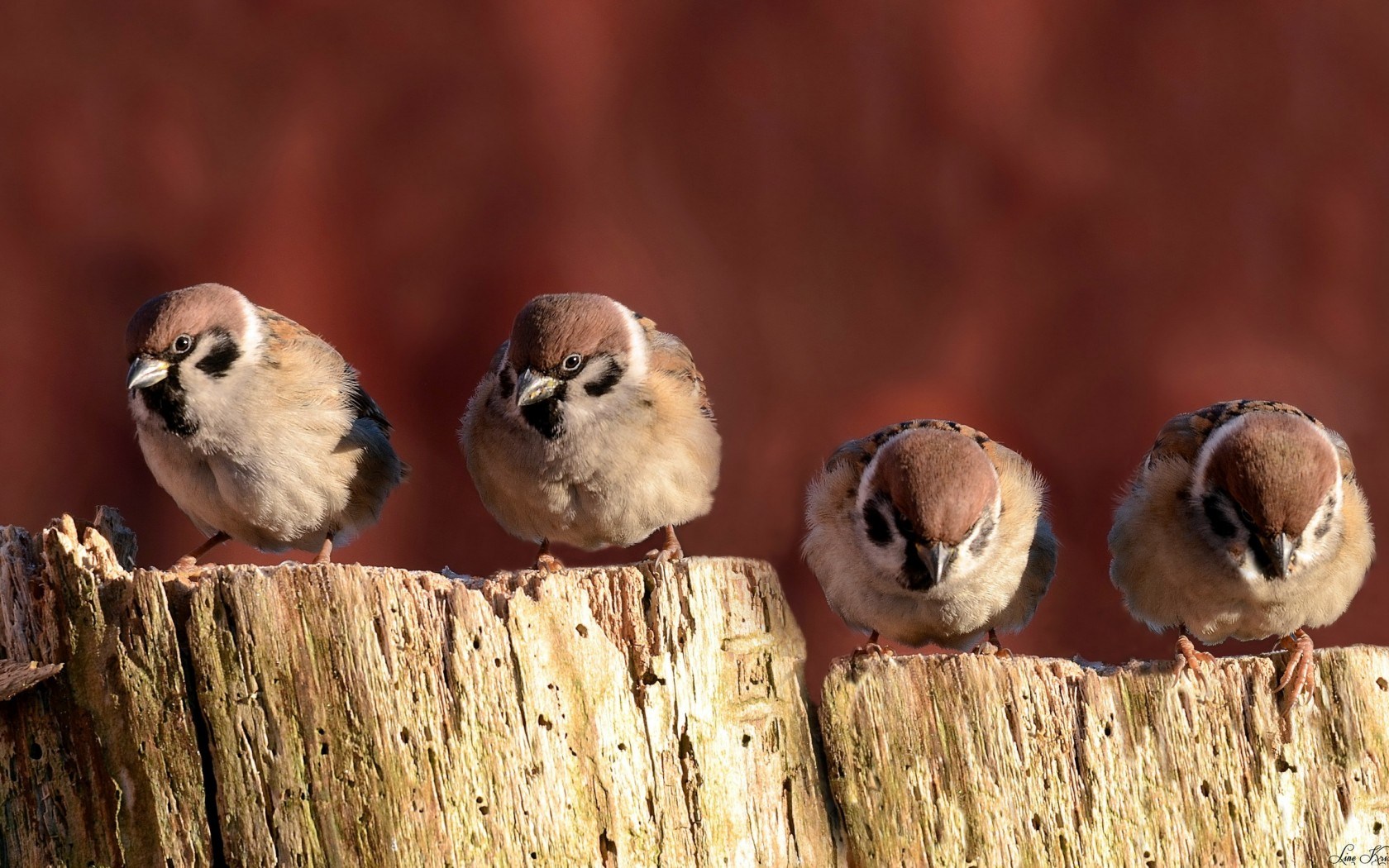 Sparrows Birds Close-Up