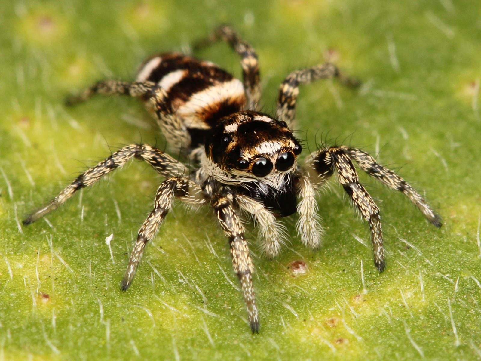 Kaldari Salticus scenicus female 01.jpg