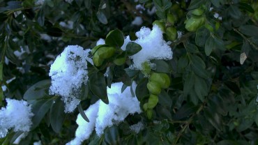 buchs-immergrün-schnee