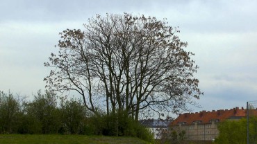 goetterbaum-winter-kahl