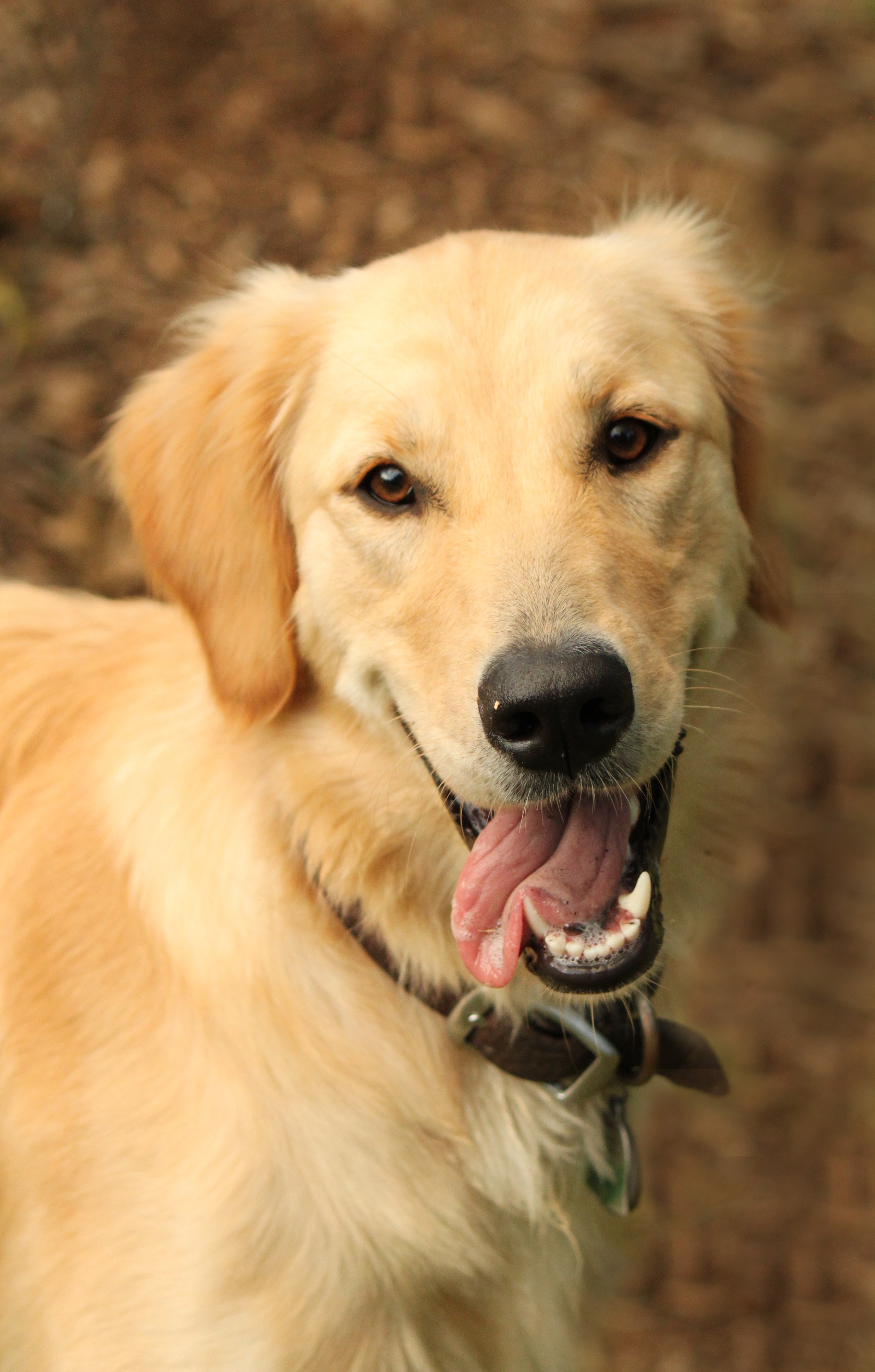 Breed Comparison Labrador Retriever Vs Golden Retriever Rovercom