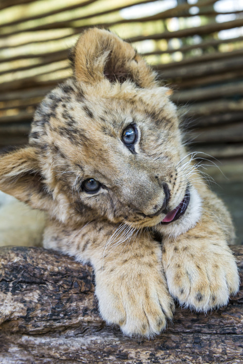 wearevanity:
“Posing Cub | Instagram | WAV”