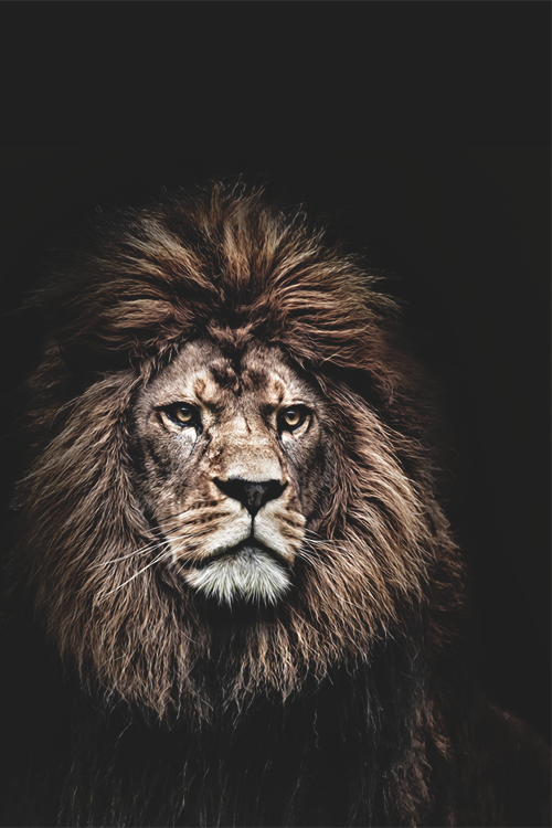 wearevanity:
““ KING Lion
” ”