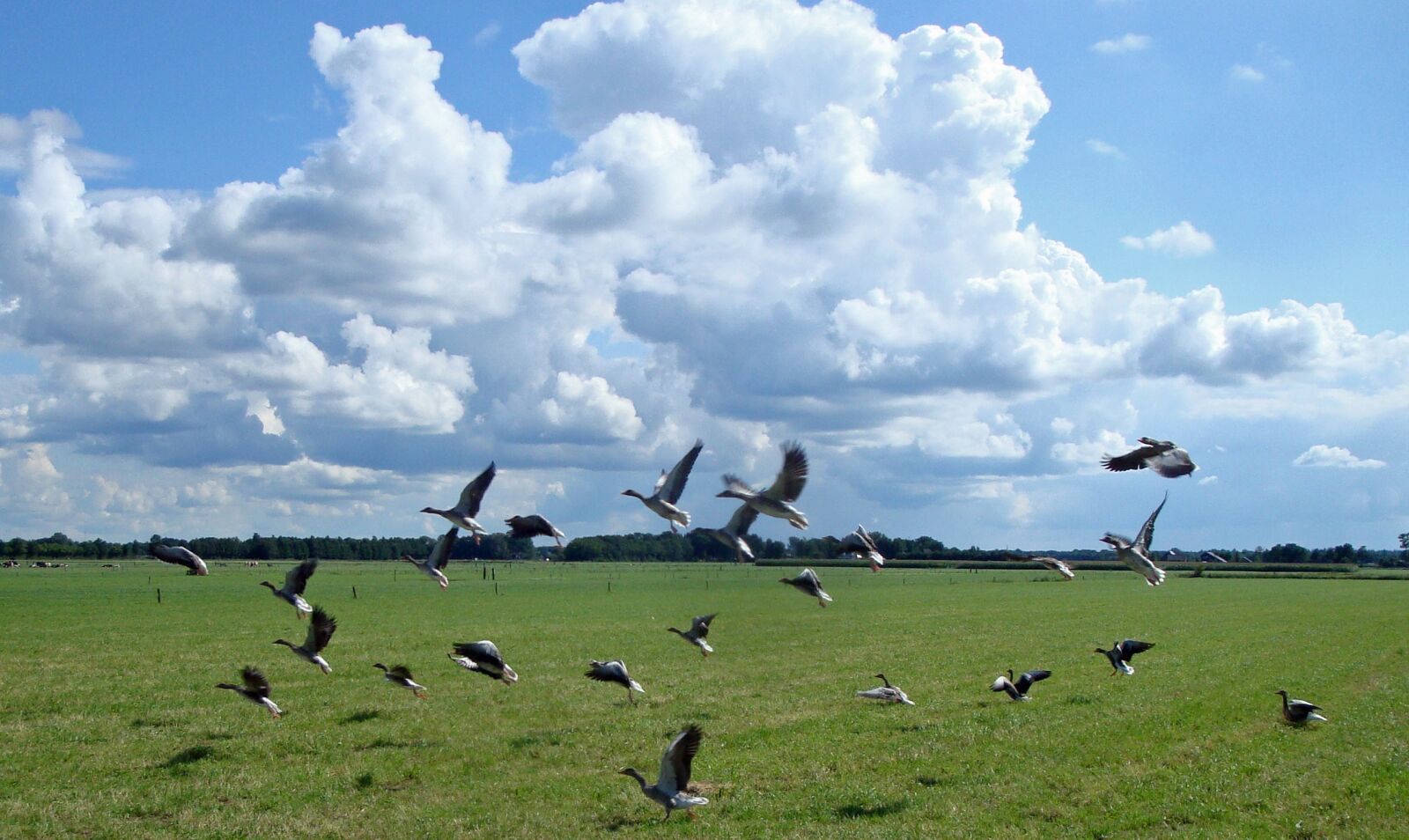 Sony Cyber-shot DSC-W170 sample photo. Geese, nile goose, goose photography