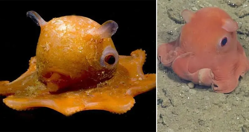 flapjack-octopus