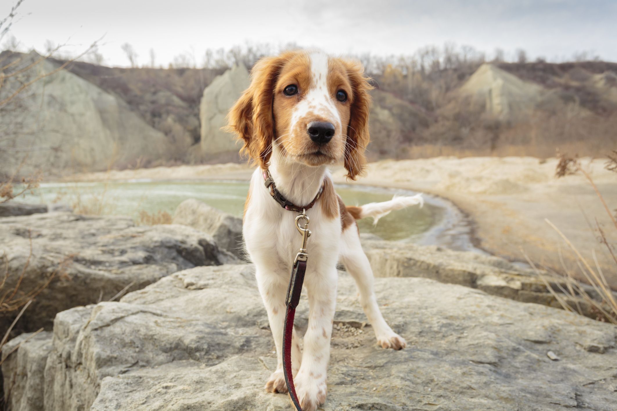 25 Cutest Dog Breeds Most Adorable Dogs