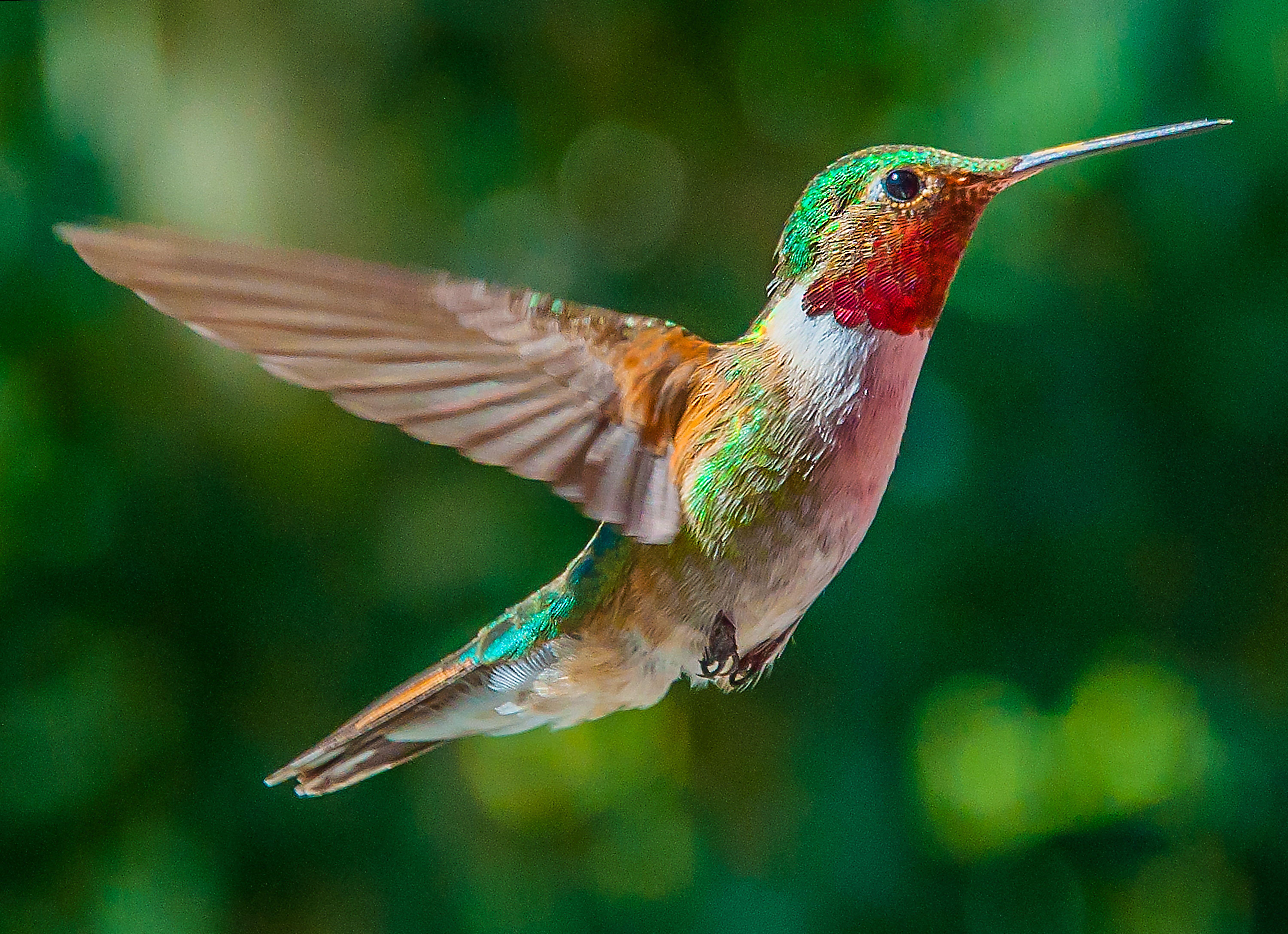 Hummingbird Wallpaper