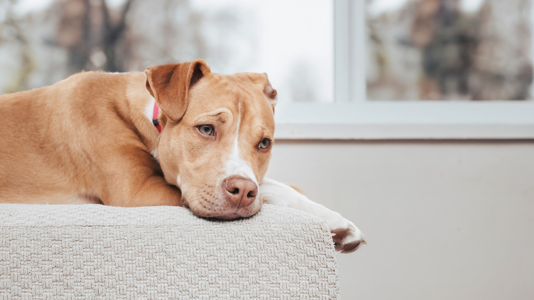 A sa dog resting on a chair in the living room