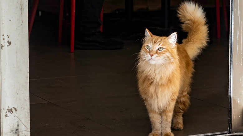 orange cat entering through a doorway