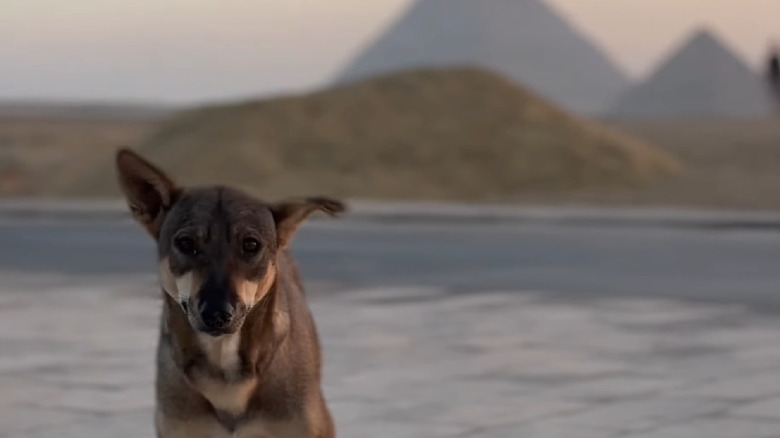 stray dog near the pyramids of Egypt