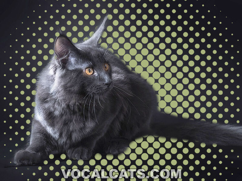 Black Maine Coon