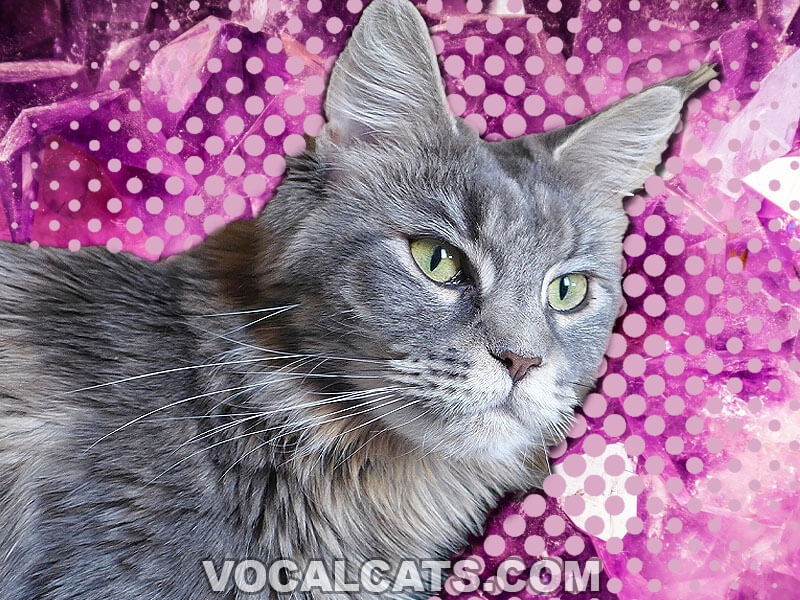 Blue Maine Coon Cat