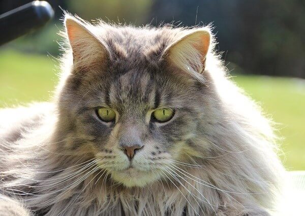 Blue mackerel tabby Maine Coon