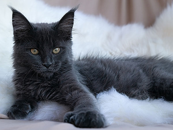 Cat Maine Coon Black