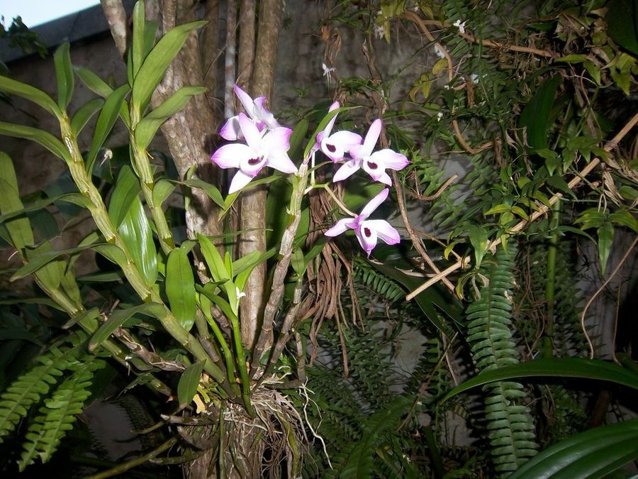 Mis reinas! Orquídeas | Plantas