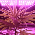 CO2 Levels and Successful Cannabis Plant Growth