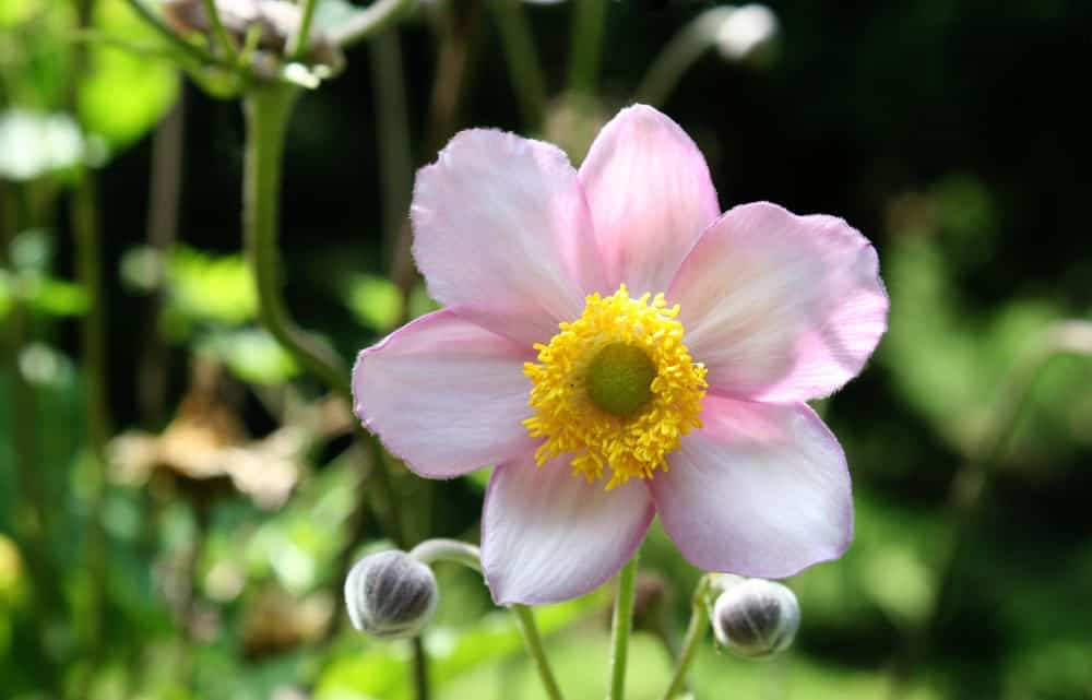 The History And Origin Of Windflowers - Zara Anderea