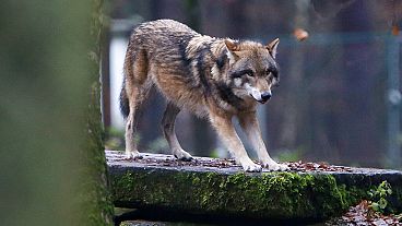 Um lobo europeu num parque de vida selvagem em Hanau, Alemanha