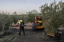 Landwirte arbeiten an Olivenbäumen