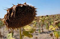 Verwelkte Sonnenblumen auf einem Feld in der Nähe der Stadt Becej, Serbien,