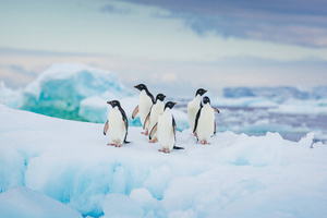 Adelie Penguin Antarctica (1336x768) Resolution Wallpaper