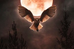 Barn Owl Moon Night (1336x768) Resolution Wallpaper