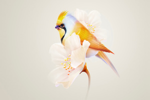 Bird Sitting On Flower Minimal (1336x768) Resolution Wallpaper