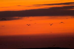 Birds Early Morning Flight (1336x768) Resolution Wallpaper