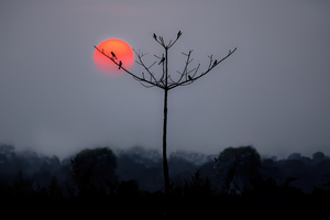 Birds Perched On Silhouette Branches (1336x768) Resolution Wallpaper