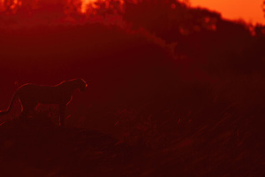 Cheetah Sunrise (1400x900) Resolution Wallpaper