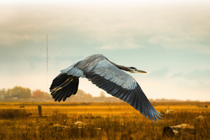 Close Up Of Heron Flying Over Field Against Sky (1400x900) Resolution Wallpaper