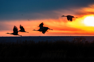 Cranes Take Off During Sunrise At The Bosque Del Apache National Wildlife Refuge (1336x768) Resolution Wallpaper