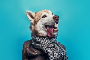 Dapper Husky (1400x900) Resolution Wallpaper