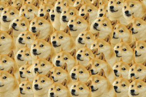 Doge Meme (1280x800) Resolution Wallpaper