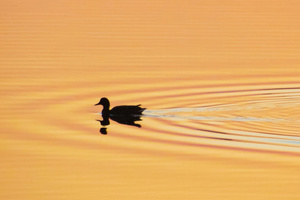 Duck Gliding On Water (1336x768) Resolution Wallpaper