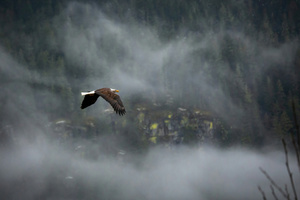 Eagle Cosmic Flight (1336x768) Resolution Wallpaper